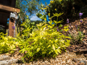 Waldmeister Krauter Die Man In Hintereggers Garten Findet